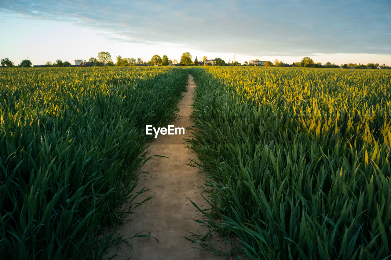 A beautiful summer crop field during morning hours. summertime scenery of northern europe.