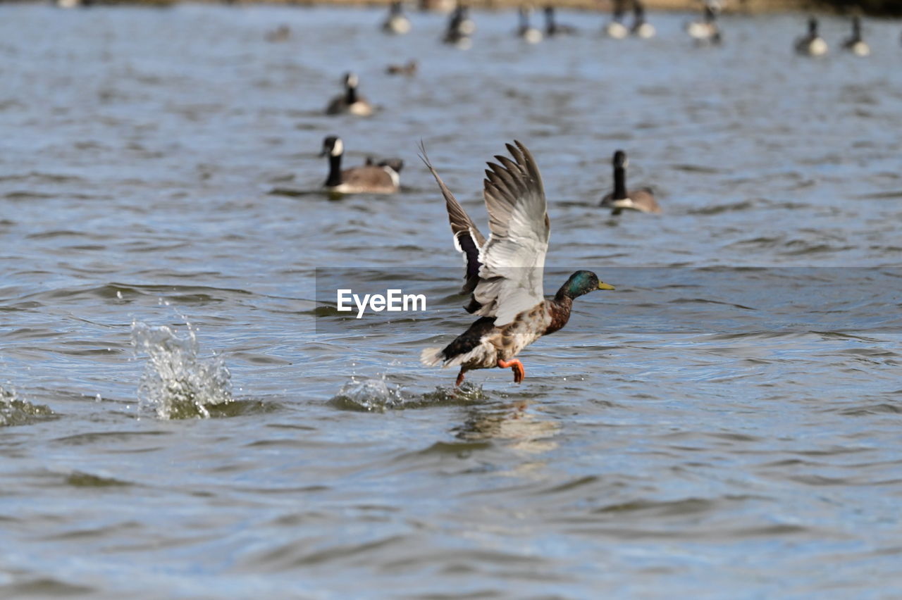 animal, animal themes, animal wildlife, bird, wildlife, water, flying, duck, water bird, spread wings, group of animals, nature, lake, no people, ducks, geese and swans, animal wing, waterfront, mallard, outdoors, day, animal body part, beauty in nature, motion, poultry