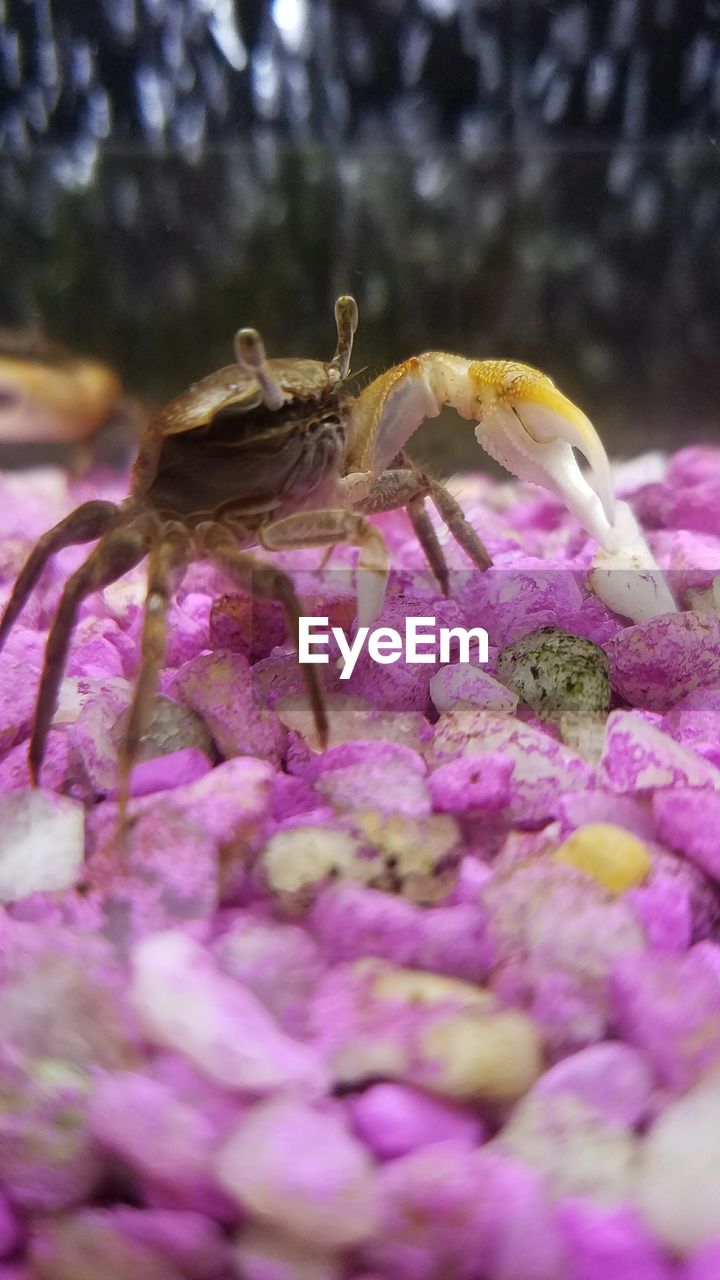 Close-up of spider on pink stones