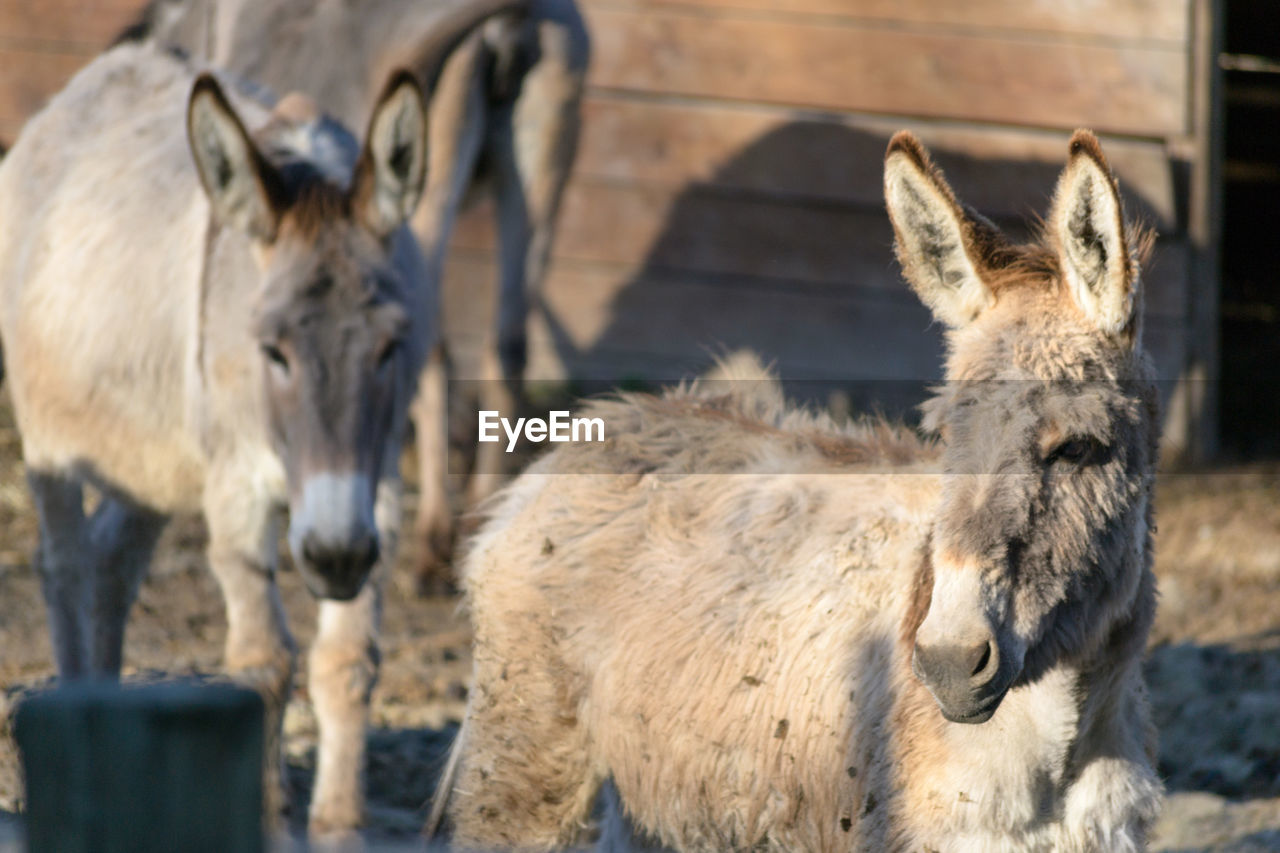 A young little donkey in a fence with others animals in rovigo