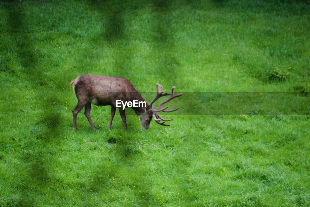 VIEW OF SHEEP ON FIELD