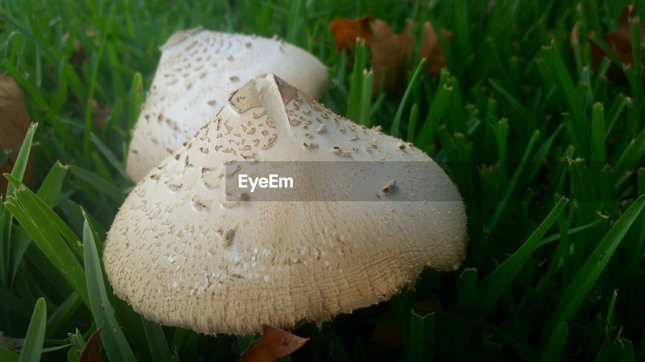 CLOSE-UP OF MUSHROOM IN GRASS