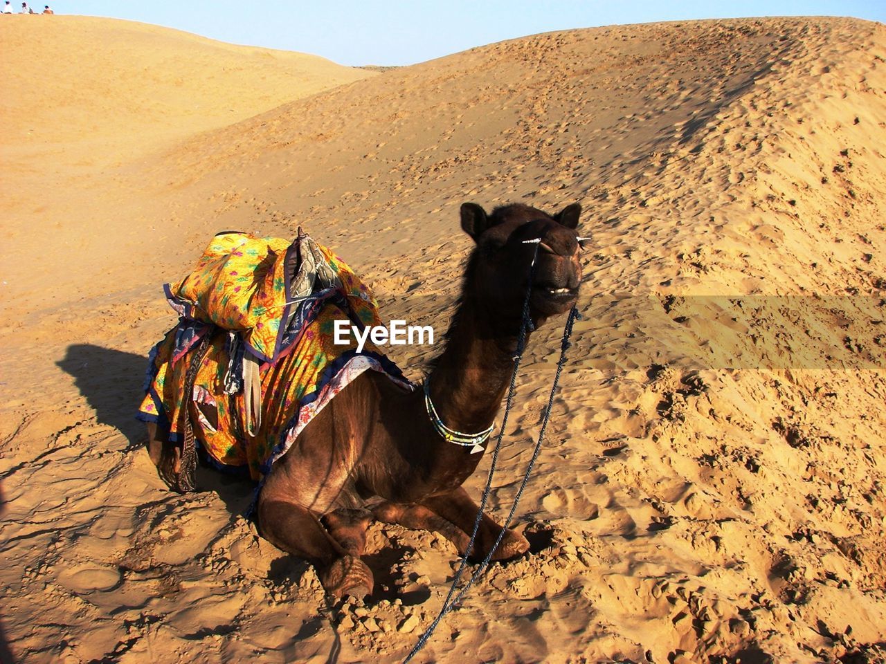 VIEW OF A HORSE ON DESERT