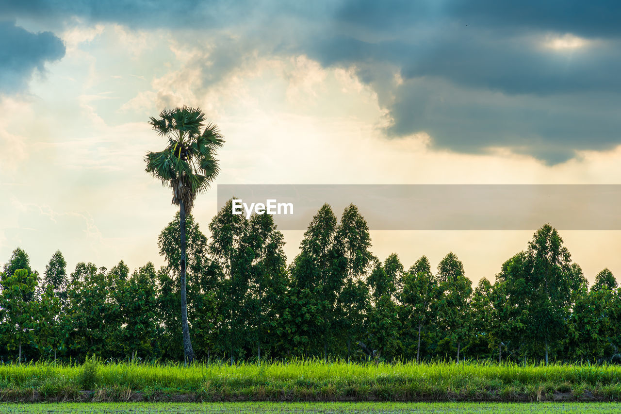 PLANTS ON LAND AGAINST SKY