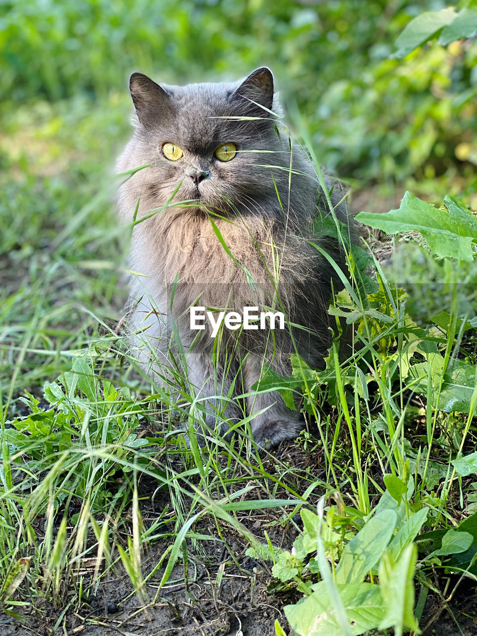 PORTRAIT OF A CAT ON GRASS