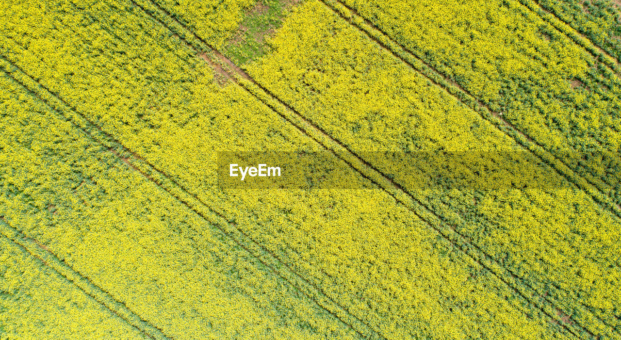 Full frame shot of yellow plants on field