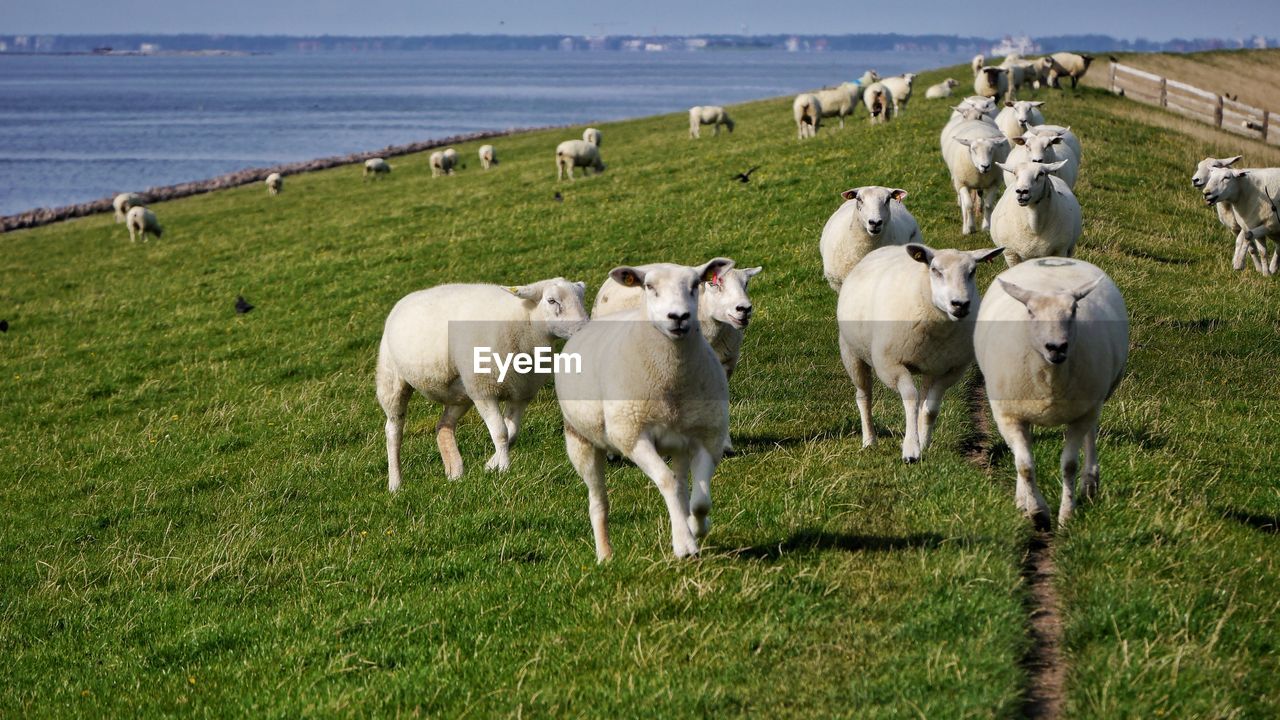 Sheep on field against sky