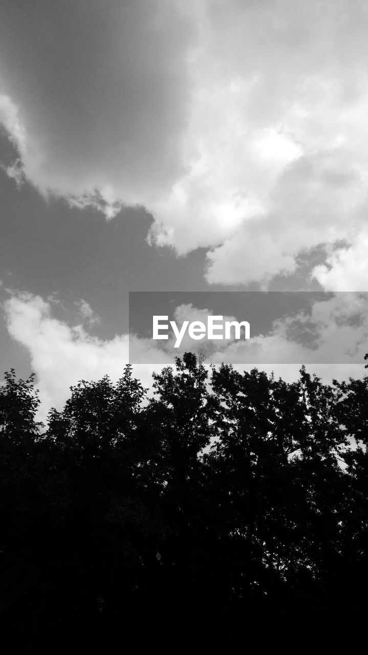 LOW ANGLE VIEW OF TREES IN FOREST