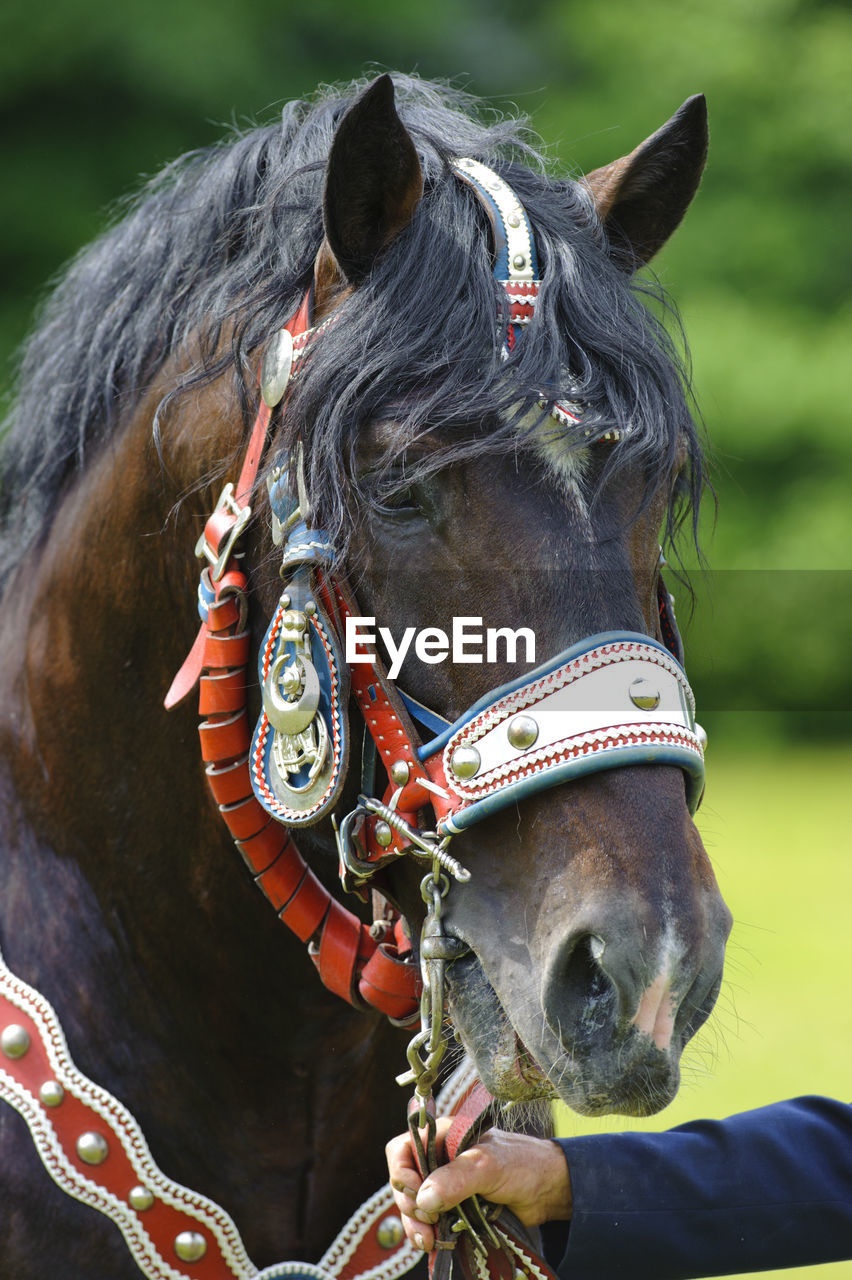 Beautiful decorated horses at public parade in bavaria