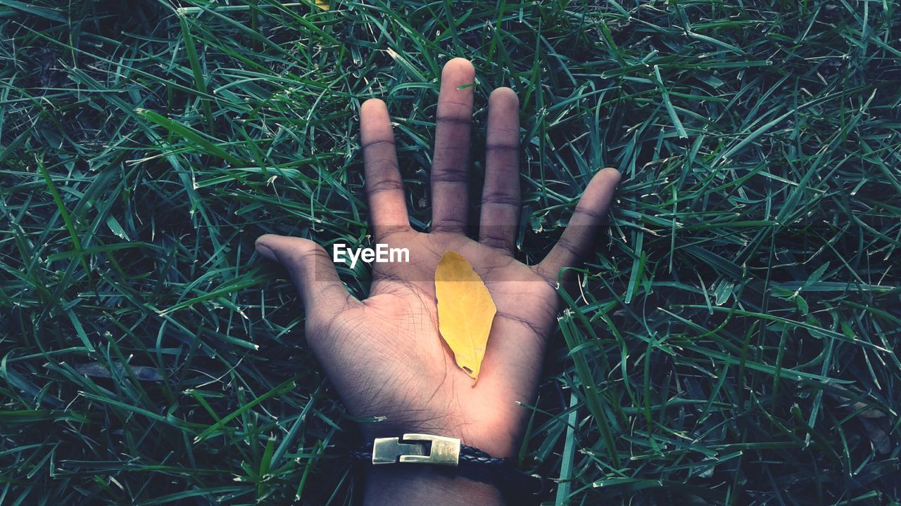 Cropped hand of man with yellow leaf on grassy field