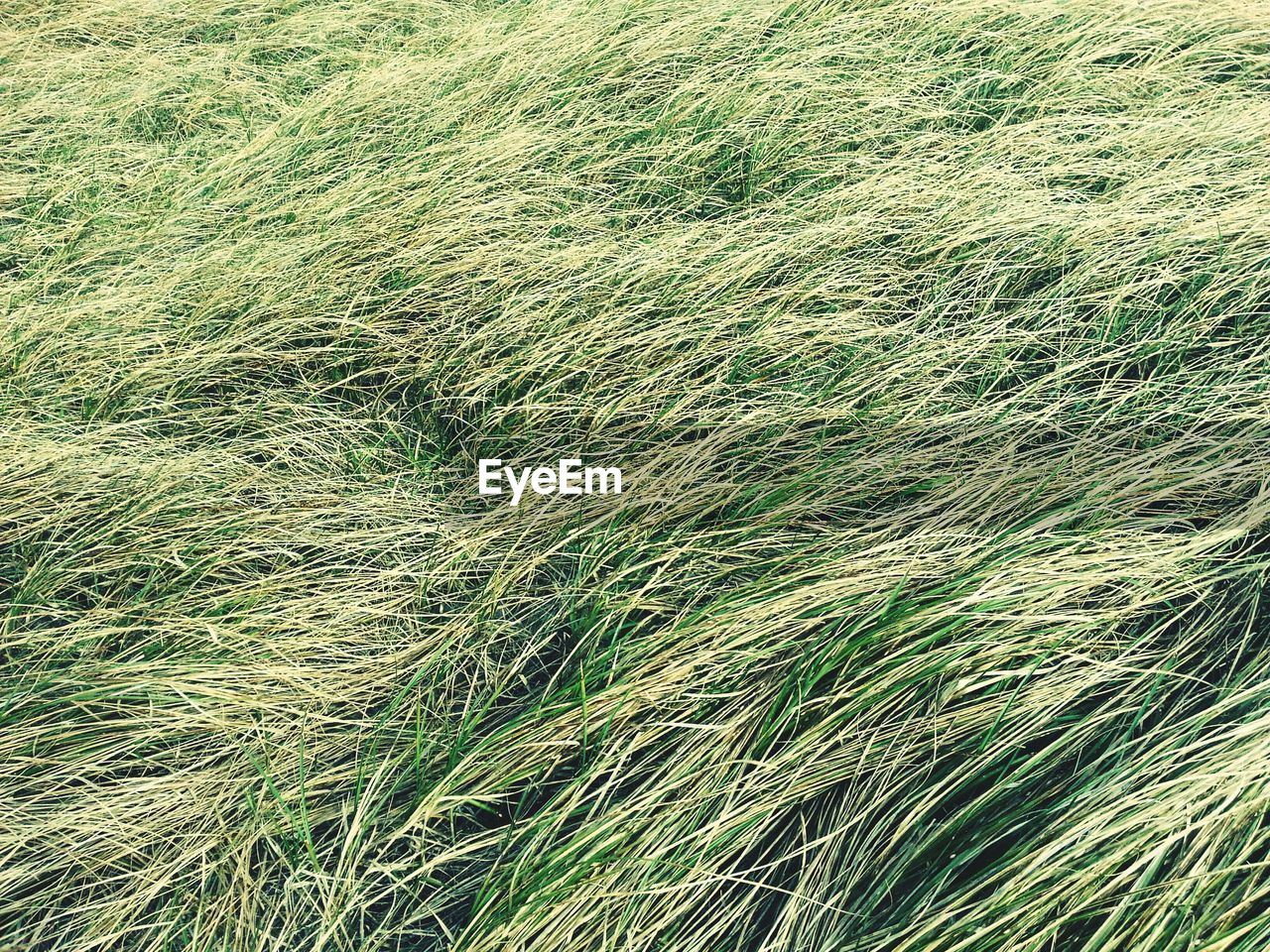 Full frame shot of grass