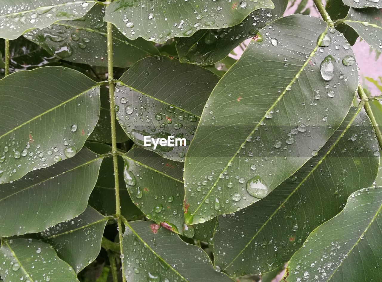 CLOSE-UP OF WET LEAF