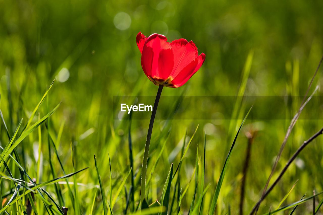 A single poppy flower isolated against a green meadow in the back light