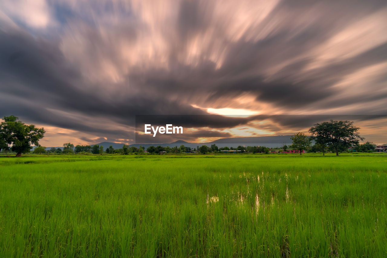 scenic view of wheat field against sky during sunset