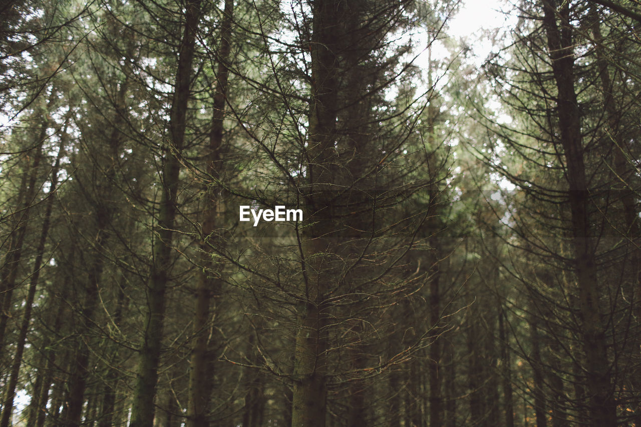 Low angle view of trees in forest