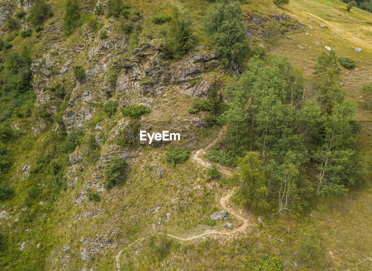 HIGH ANGLE VIEW OF TREES GROWING ON LAND