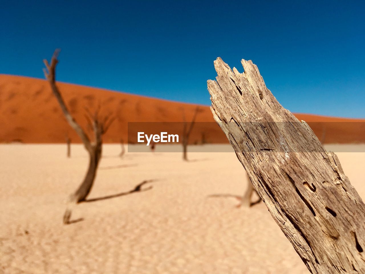 Dead tree on desert against clear blue sky