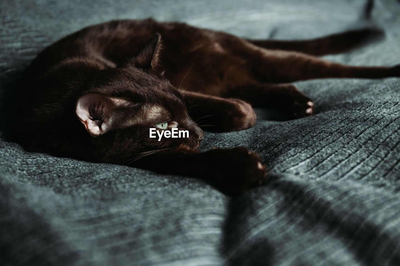 Cat relaxing on bed at home