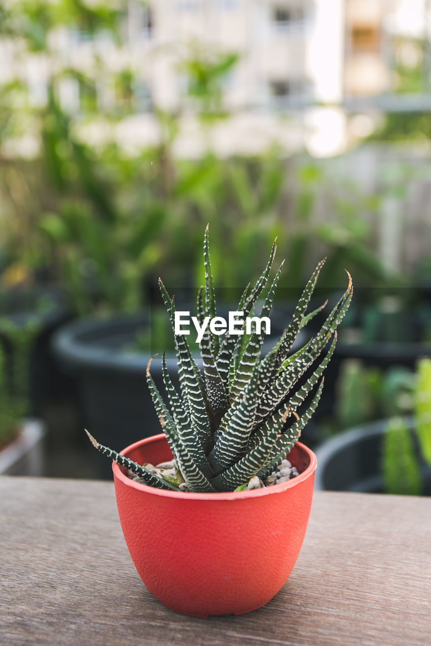 CLOSE-UP OF CACTUS ON TABLE