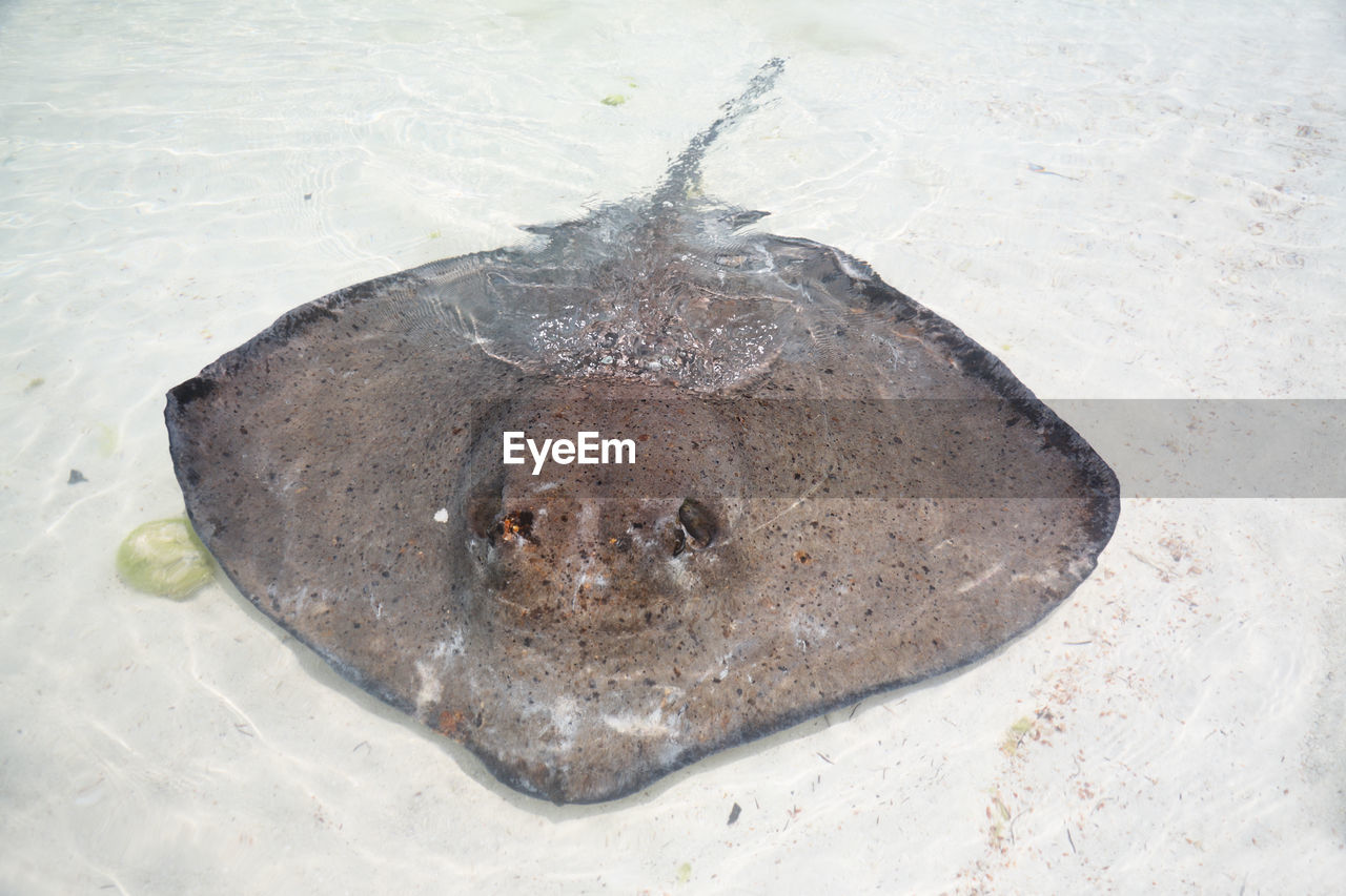 HIGH ANGLE VIEW OF FISH UNDERWATER