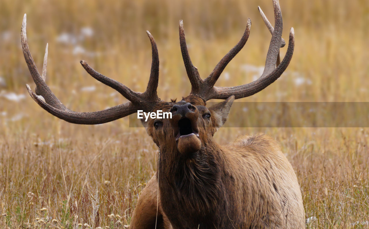 Elk bugling while sitting on land