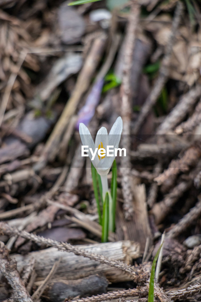 Close-up of white crocus flowers on land