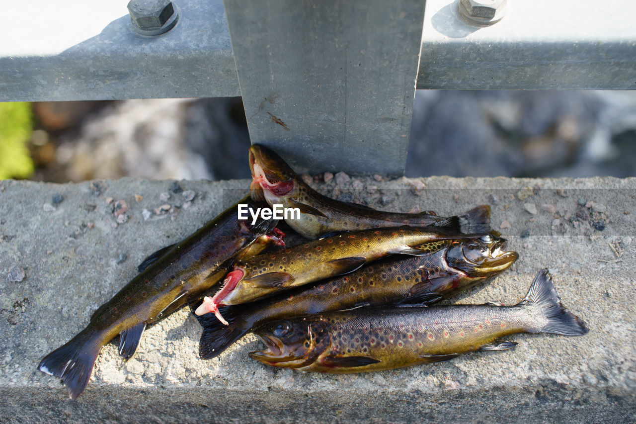 Close-up of fish on retaining wall