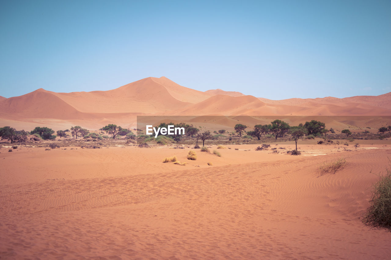 Green desert oasis at sossusvlei in namibia. beauty in nature.