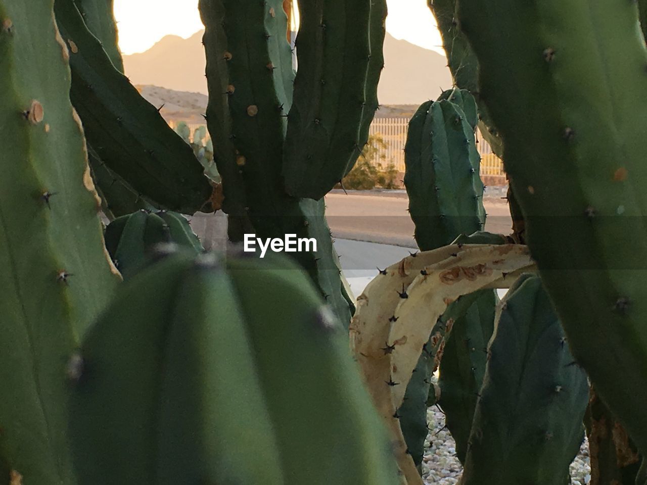 Close-up of cactus plant