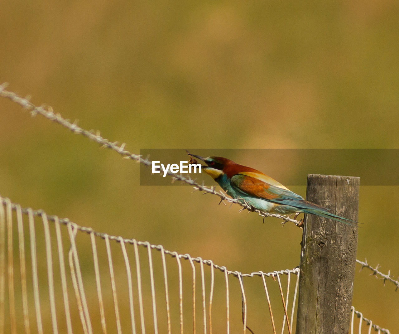 CLOSE-UP OF BIRDS PERCHING ON FENCE