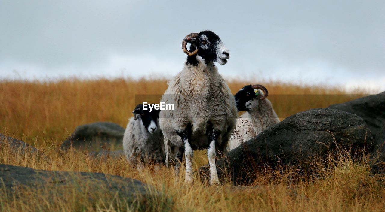Sheep standing on grassy field