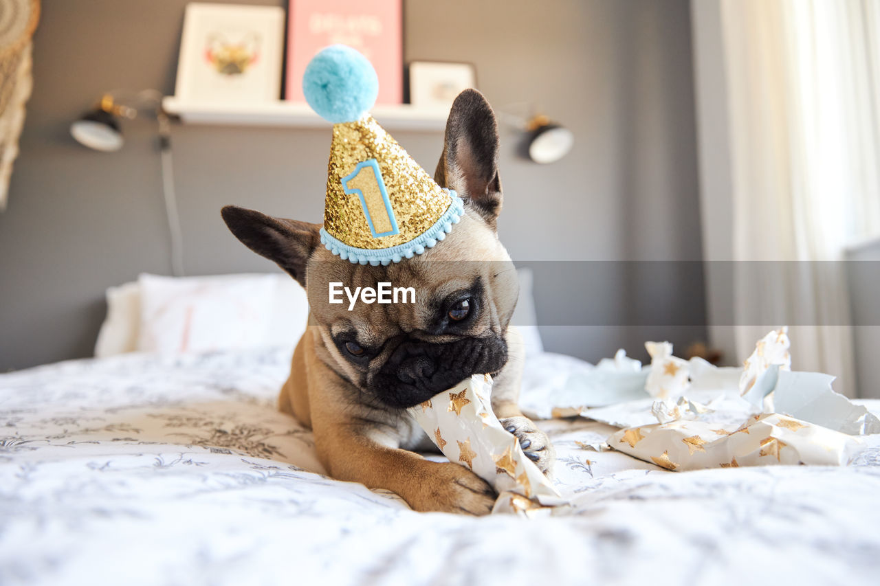 PORTRAIT OF A DOG RELAXING ON BED