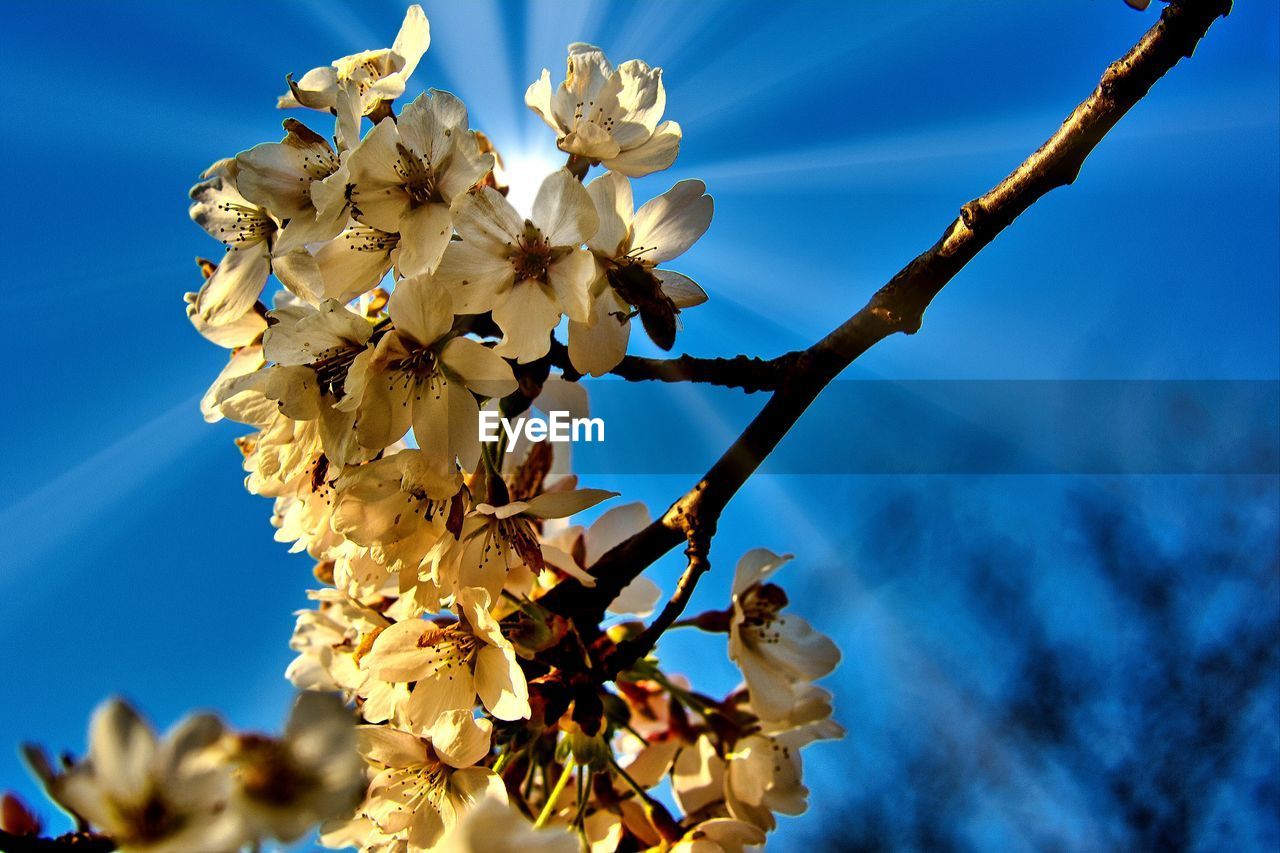 Low angle view of cherry blossoms against blue sky