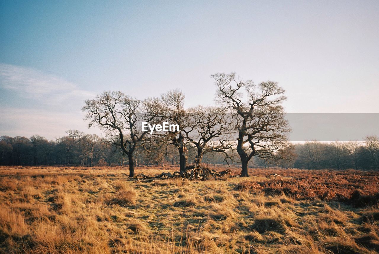 Bare trees on landscape against sky