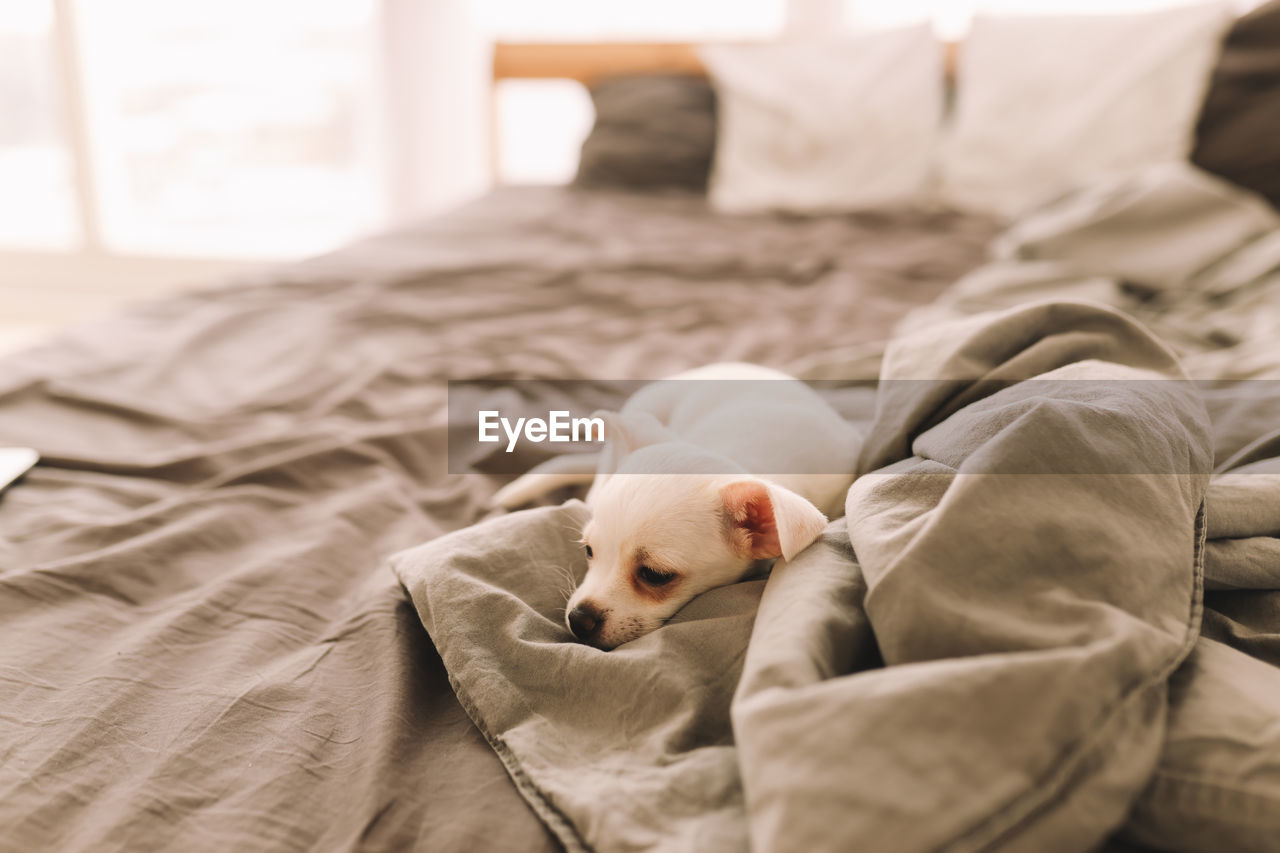 A small lonely sad dog puppy is resting sleeping on the bed in the bedroom waiting for the owner