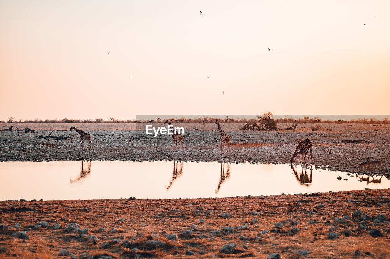 A group of giraffes at a watering hole at sunset in etosha national park, namibia 