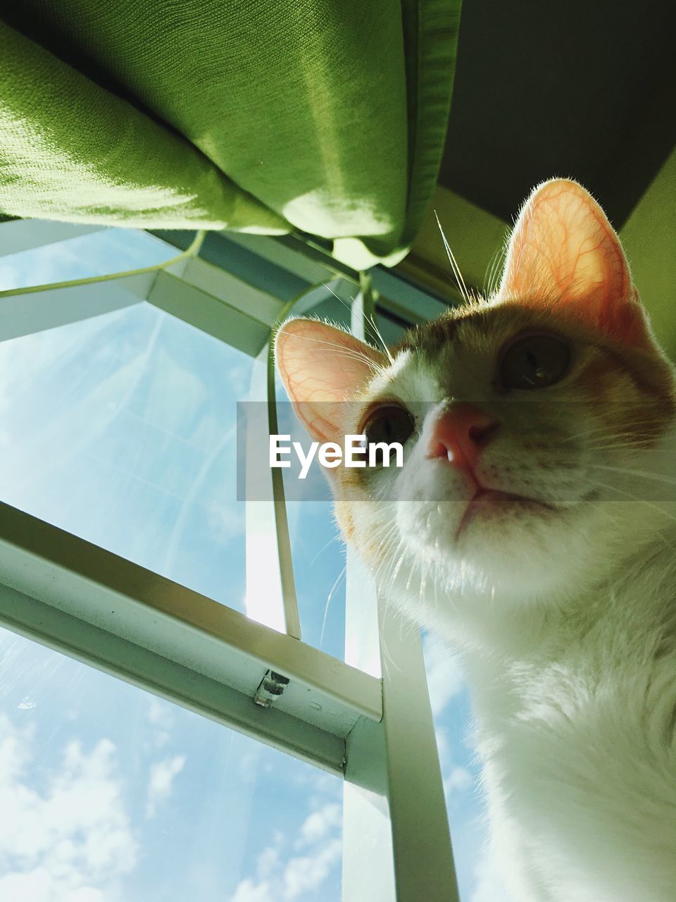 LOW ANGLE VIEW PORTRAIT OF CAT IN PEN