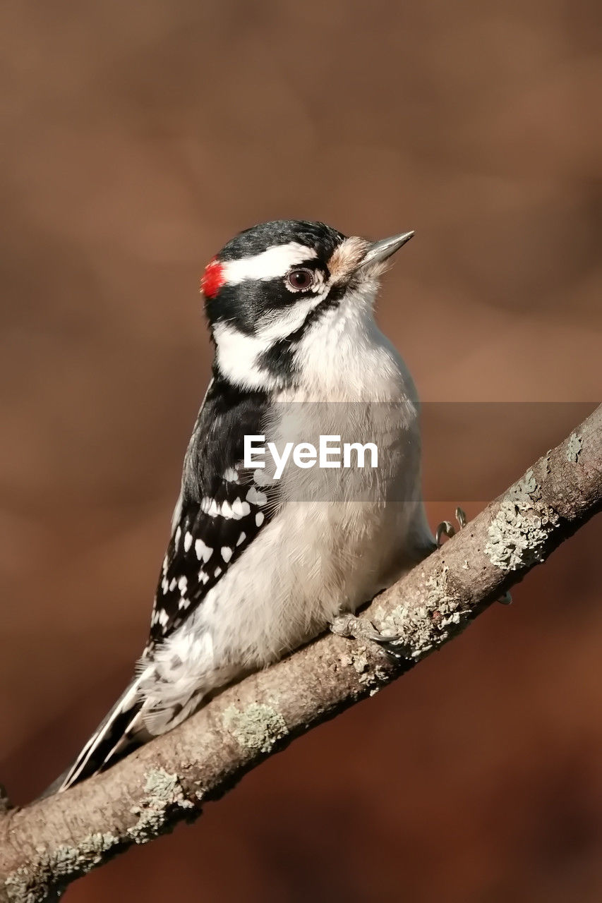 animal themes, animal, animal wildlife, bird, one animal, wildlife, close-up, beak, perching, focus on foreground, branch, tree, no people, nature, full length, beauty in nature, outdoors, woodpecker, day, plant