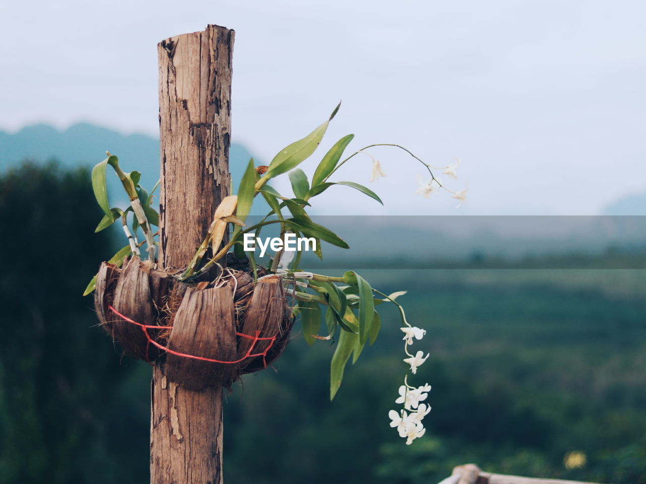 Close-up of plants growing on wooden post against sky