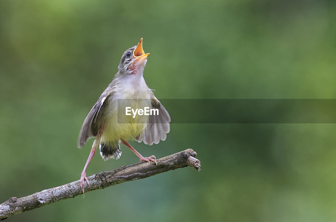 Prinia little birds learn to sing