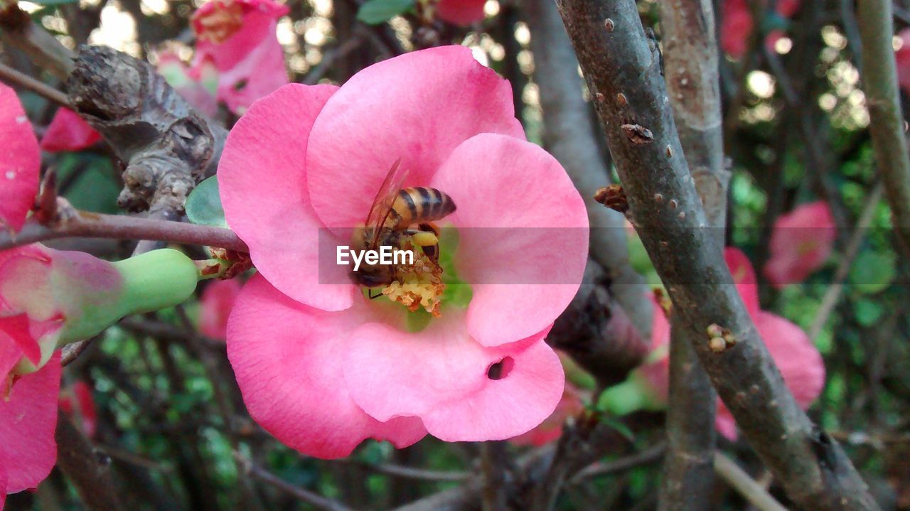 CLOSE-UP OF INSECT ON PINK FLOWERING PLANT