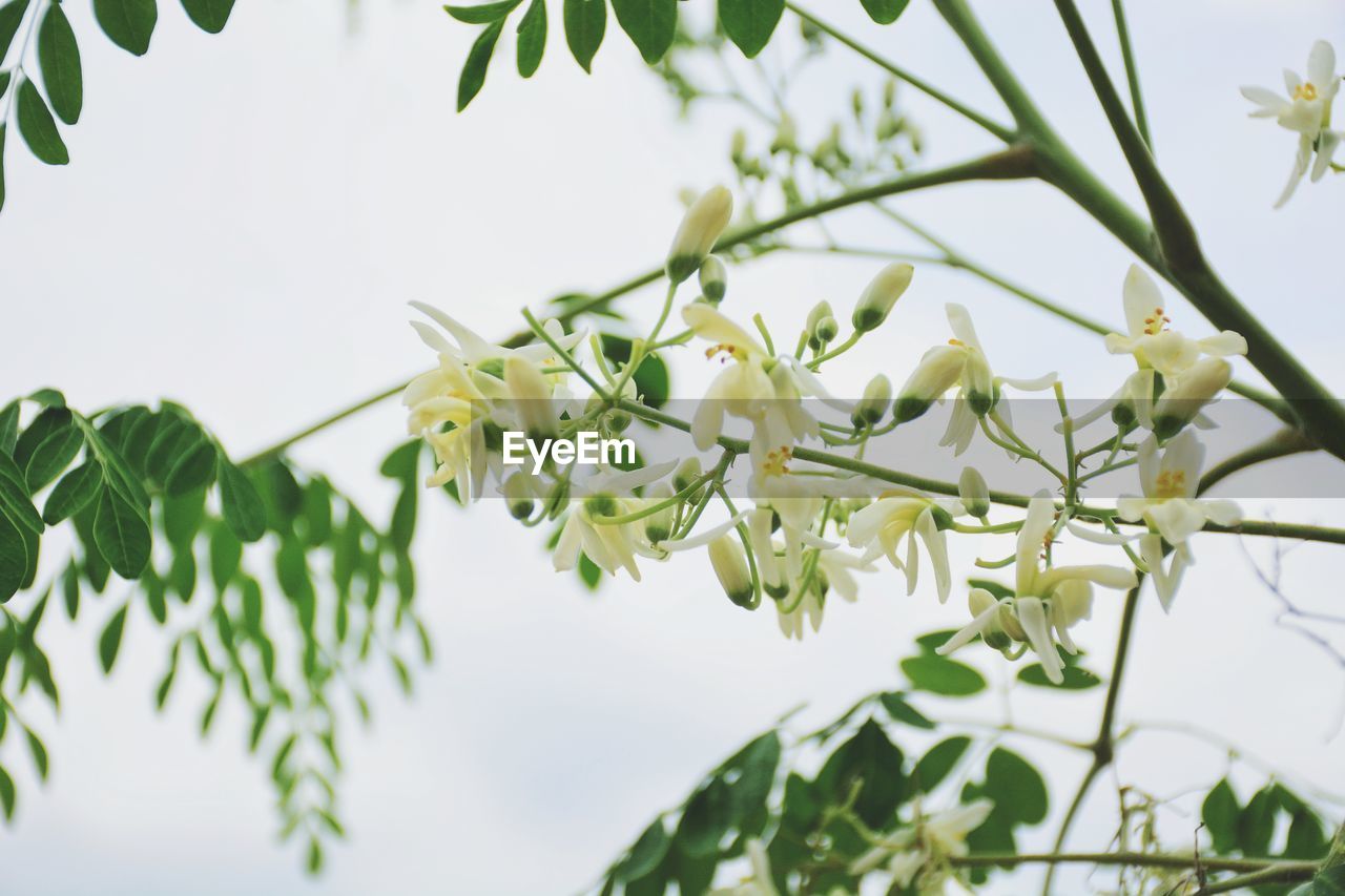 CLOSE-UP OF FLOWER TREE