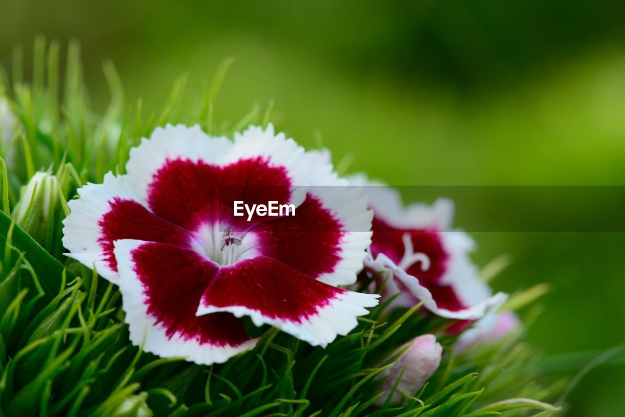 Close-up of dianthus flowers blooming on plant