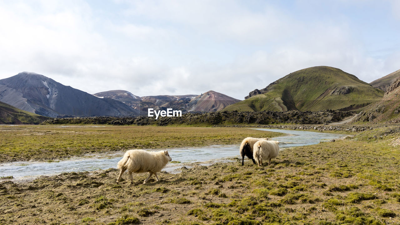 Wild white sheep roaming around iceland's highland rivers