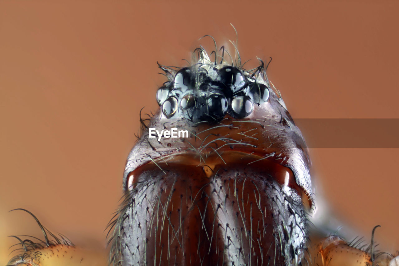 CLOSE-UP OF MOTH