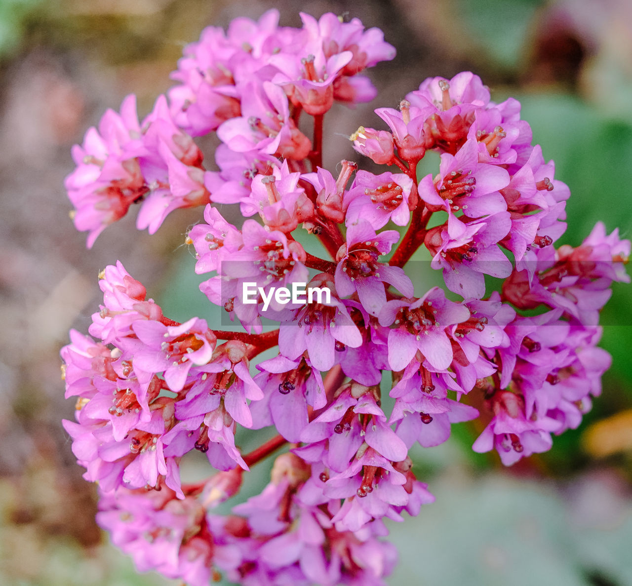 flower, flowering plant, plant, beauty in nature, pink, freshness, fragility, close-up, nature, blossom, springtime, petal, flower head, inflorescence, growth, shrub, no people, outdoors, focus on foreground, day, botany, tree, selective focus, bunch of flowers, magenta