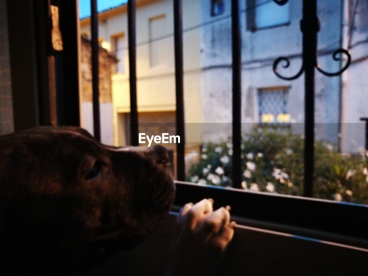 CLOSE-UP OF HAND ON WINDOW LOOKING THROUGH GLASS