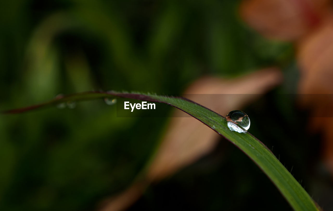 CLOSE-UP OF WATER DROPS ON PLANT