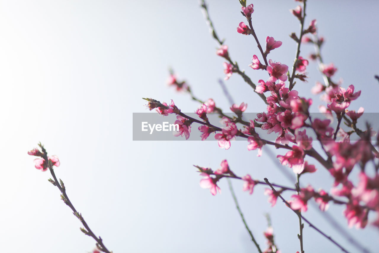 View of field with flowering peach trees at sunny spring day over blue sky. texture of pink flowers.