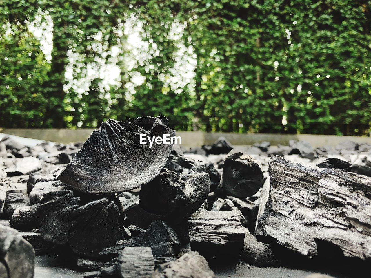 Close-up of rocks on rock in forest